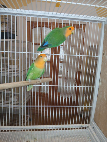 Lovebird pairs &pound;50 per pair