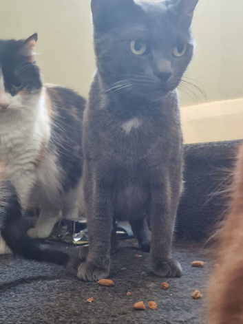 Kittens ready now