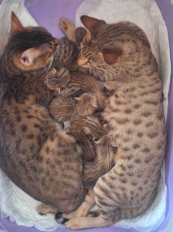 PURE SAVANNAHS  Tica SBTF6/7 cubs with Serval traits