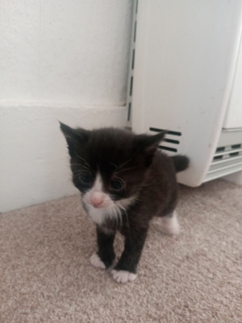 Kittens
