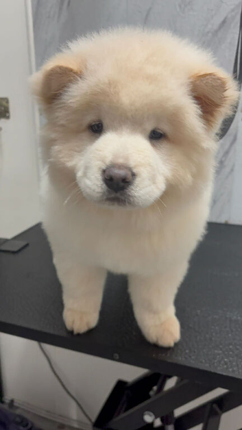 Chunky Chow Chow Pups Home Raised, Ready Soon