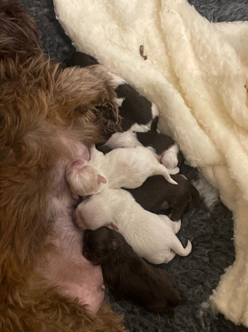 2 Beautiful Choc parti Imperial Shih Tzu bitches