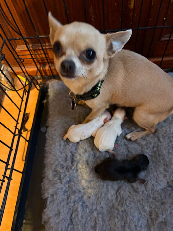 Beautiful kc pedigree puppies