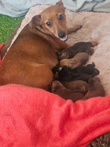 Adorable miniature Pinscher puppies