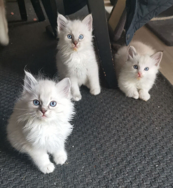 Pure beautiful Ragdoll looking for a new home