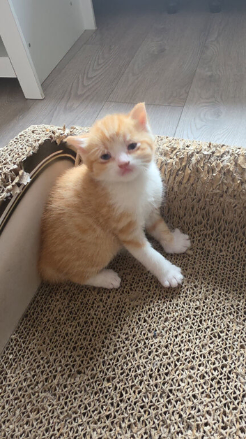 Kittens looking for sale