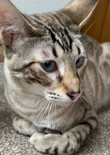 Adult male bengal cat