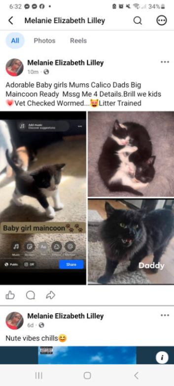 Calico mum maincoon dad