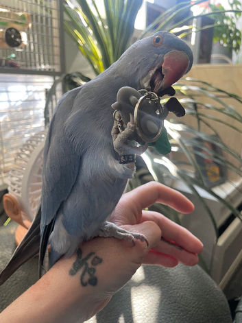 Tame Blue male Ringneck