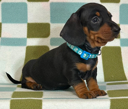 Ready this weekend Cute smooth haired miniature dachshunds