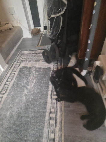 6 month old female black kitten