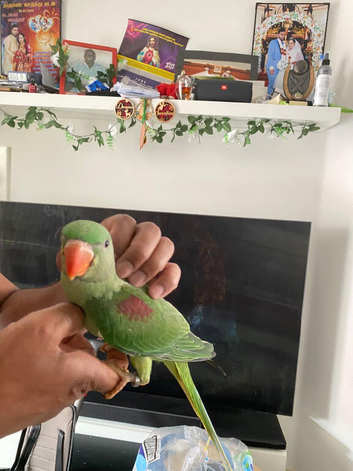 Closed rung Hand Reared Tame Talking. Baby Alexandrian Parrot