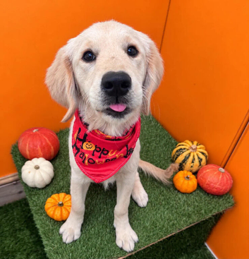 23 week old Golden Retriever