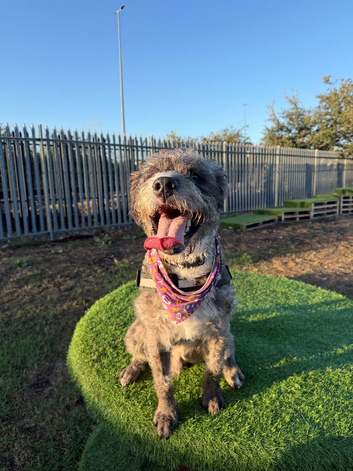 &pound;150 OVNO, cockapoo cross staff