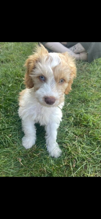 Boy cockapoo looking for new home