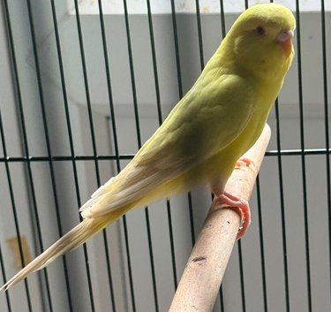 Baby budgies