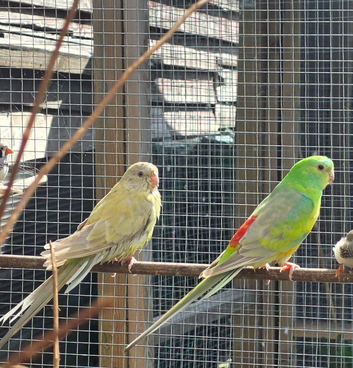 Red rumps