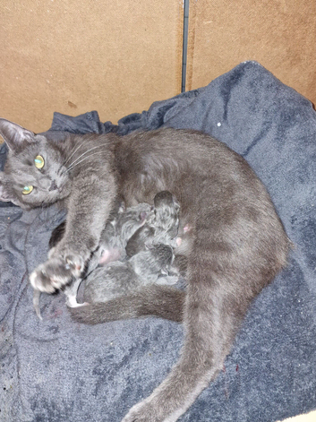 Russian blue x long haired domestic