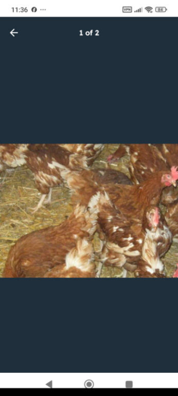 Rescued Chickens / Egg laying Hens &pound;6 each 5 for &pound;25