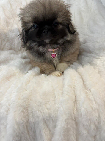 Kc registered Pekingnese