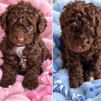 Stunning pure bred toy poodie pups