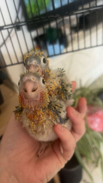 2 Baby conure HAND Rared