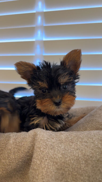 One girl available  bear Yorkshire terrier puppy&rsquo;s