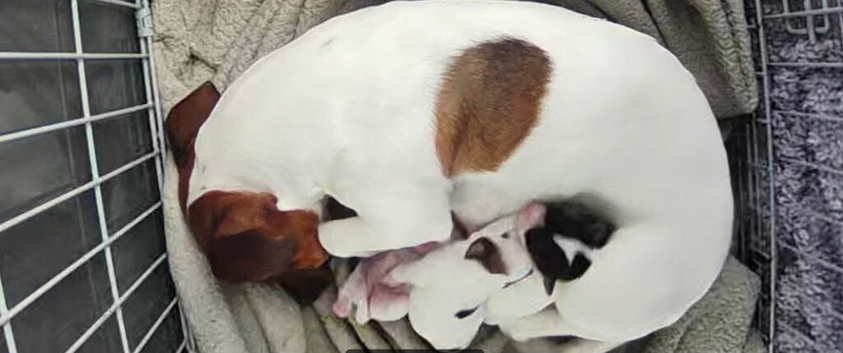 Jack Russell puppies