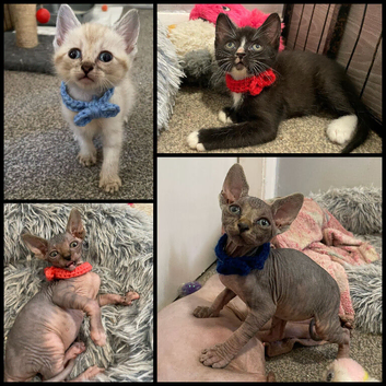 SPHYNX kittens ready to leave 6th June