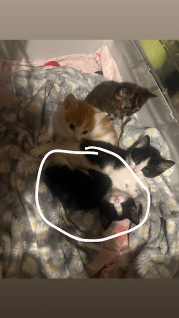 black and white female for sale