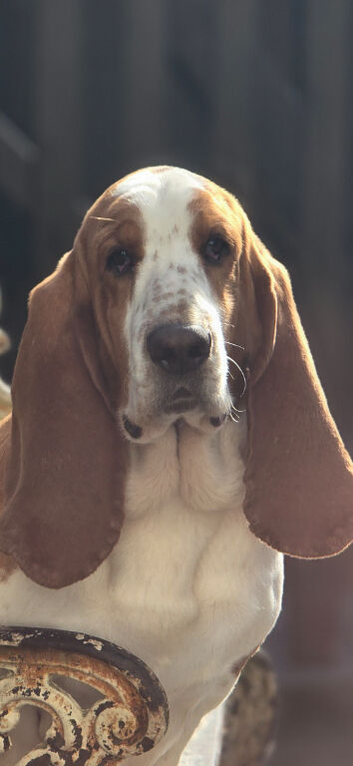 Proven Red & White Basset Hound Stud