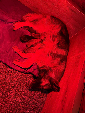 German shepherd puppies