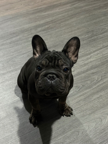 Frenchie