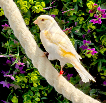 10 Canary Job Lot - Outdoor Aviary Birds