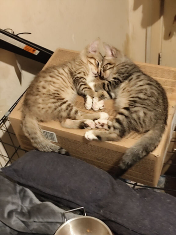 4 Bengal kittens
