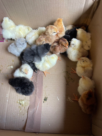 Day old chicks for sale