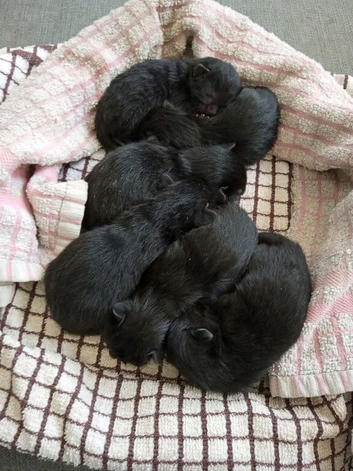 Persian mix black kittens