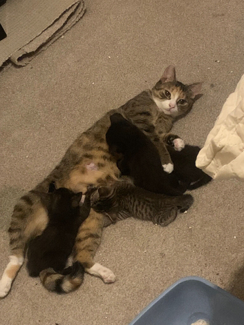 2 kittens for sale