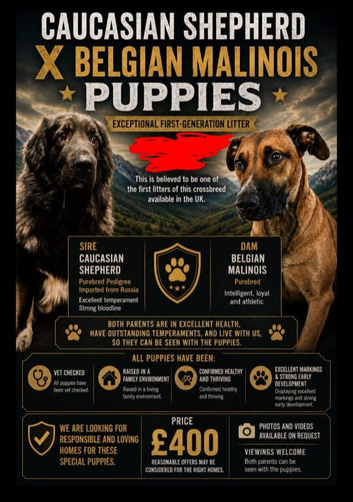 Caucasian Shepard X Belgian Malinois