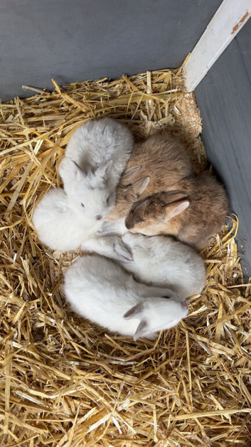 5 baby rabbits for sale