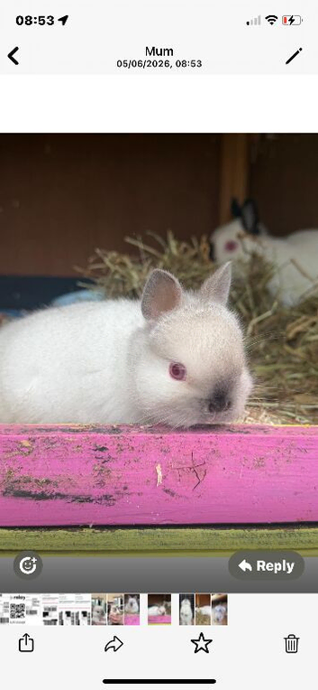 girl Netherland dwarf