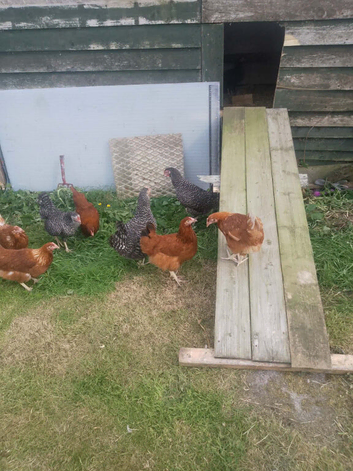 Marans and blacktails