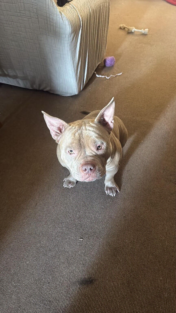 Pocket bully
