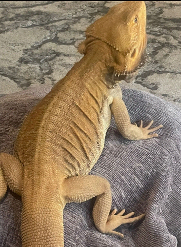 Male bearded dragon