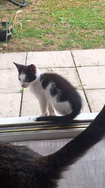 Adorable young kitten