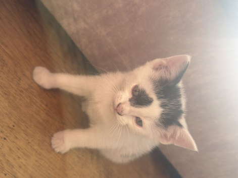 Kittens