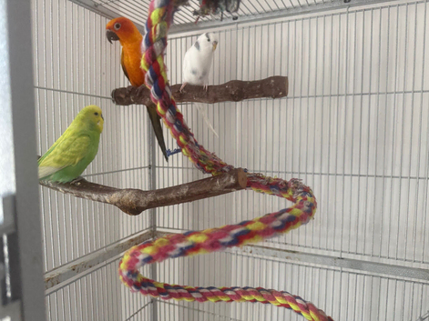 Sun Conure + 2 Budgies + 2 Large  Cages &ndash; &pound;500 &ndash; Moving Abroad