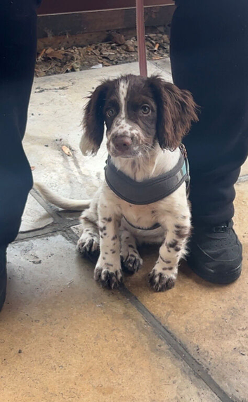 Hi I am selling my English springer