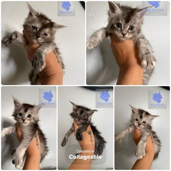 Stunning shaded lines Maine coon kittens polys available