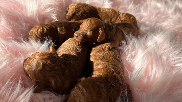 Solid red poodles